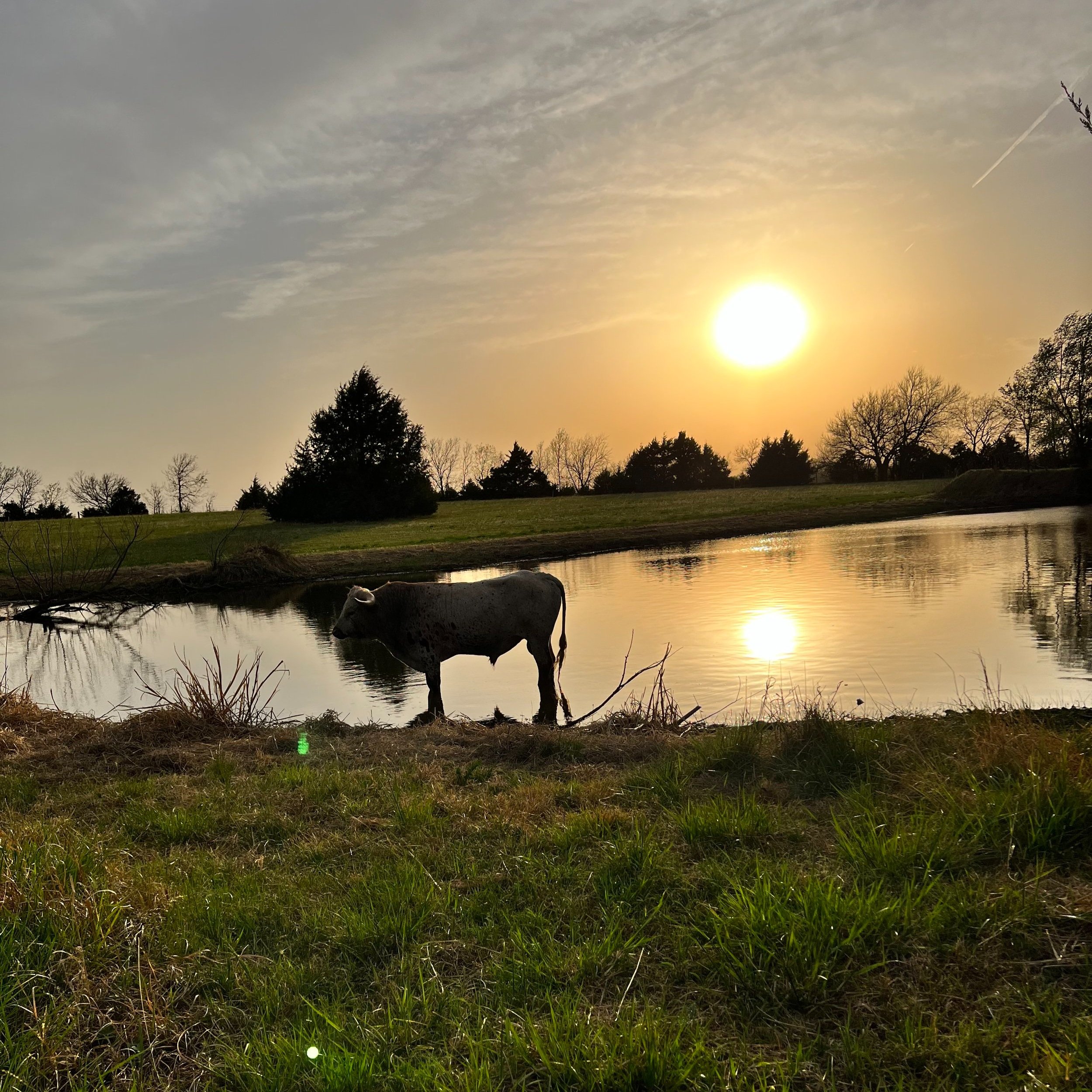 Cow standing by a tranquil pond during sunset, with lush green grass and trees in the background, creating a serene rural landscape.