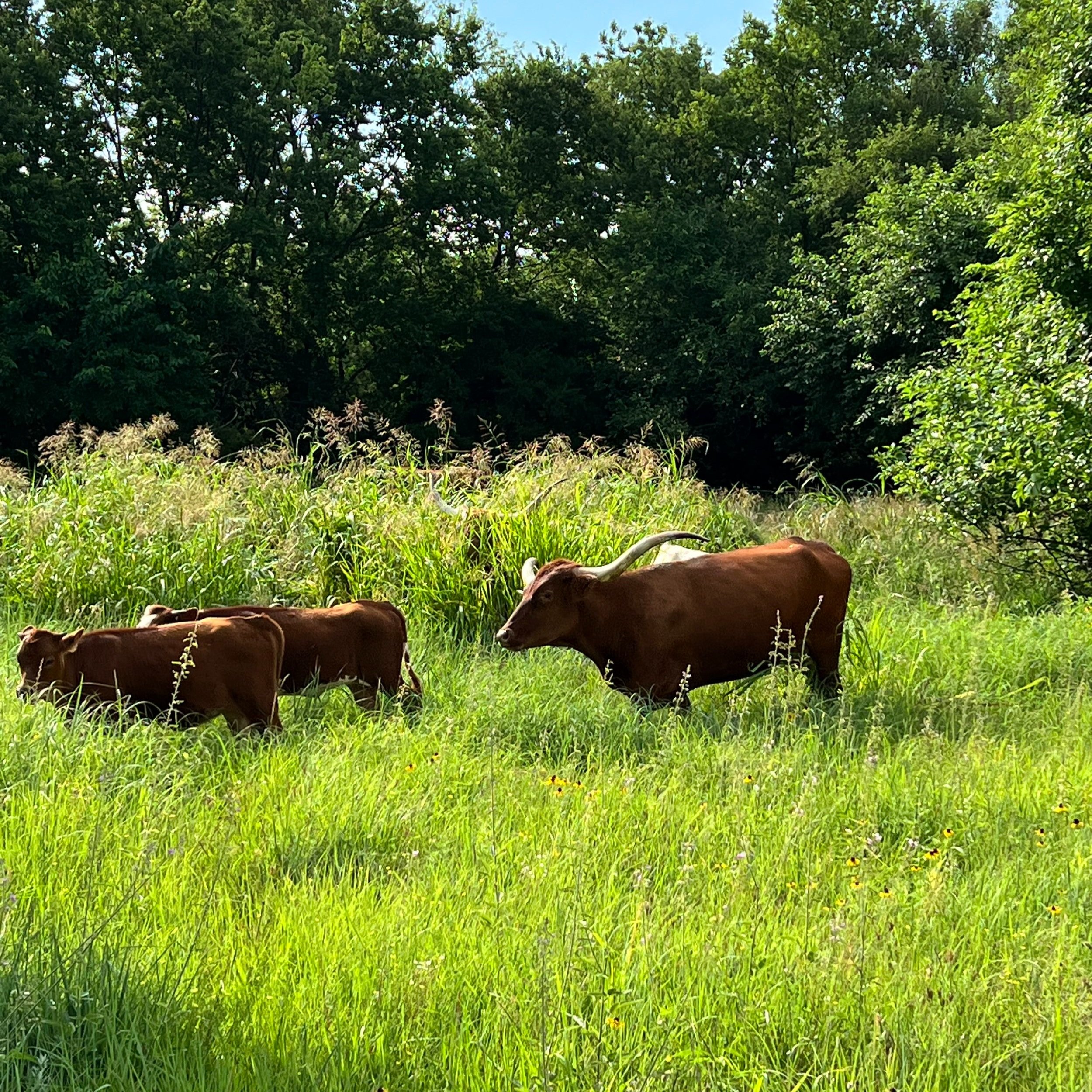 Griffith+Family+Farm,+Devin+Griffith+-+IMG_2480 Three brown cows grazing in a lush green field surrounded by tall grass and trees under a clear blue sky.