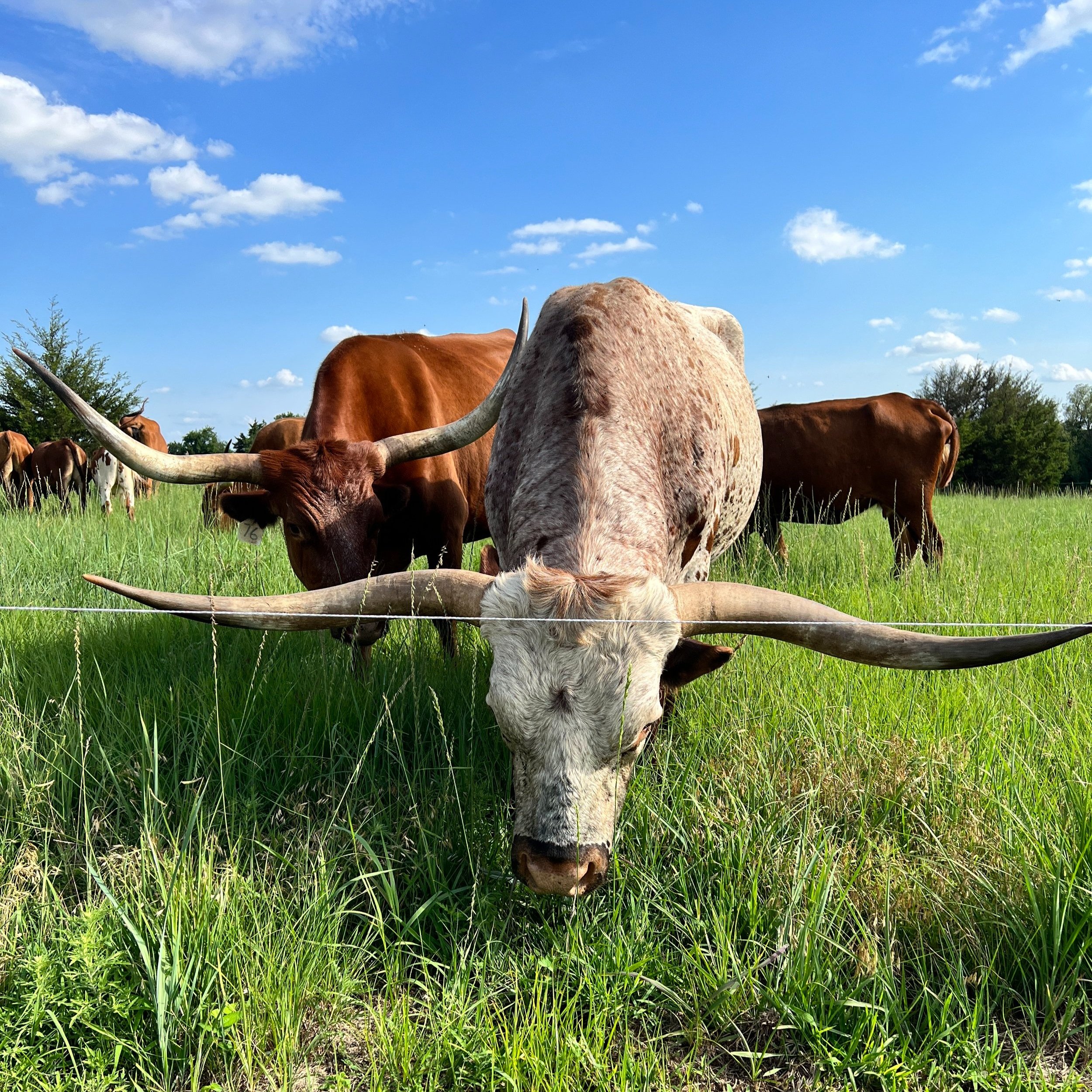 A close-up of a Texas Longhorn cow grazing on lush green grass, with its prominent horns displayed. In the background, several other brown cows are visible under a clear blue sky with scattered clouds. The image captures a serene rural landscape, highlighting the beauty of livestock farming.